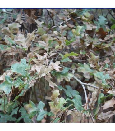 Film de transfert hydrographique